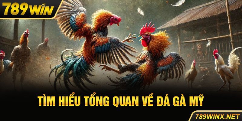 Tìm hiểu tổng quan về đá gà mỹ