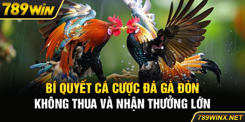 Bí Quyết Cá Cược Đá Gà Đòn Không Thua Và Nhận Thưởng Lớn