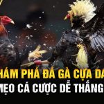 Khám Phá Đá Gà Cựa Dao 789win Và Mẹo Cá Cược Dễ Thắng Lớn